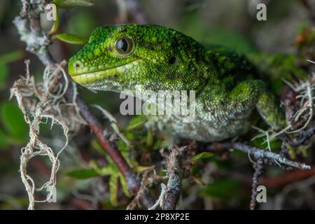 Un portrait du gecko rugueux (Naulinus rudis) en voie de disparition, reptile vert endémique à l'île sud d'Aotearoa en Nouvelle-Zélande. Banque D'Images