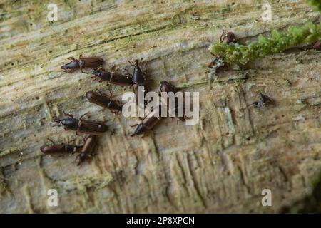 Le charançon du bois, Euophryum confine, est originaire d'Aotearoa, en Nouvelle-Zélande. Un groupe de petits coléoptères se nourrissent de bois humide dans la forêt. Banque D'Images