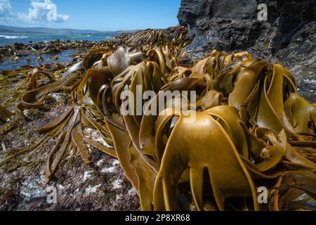 Le varech à taureaux du genre Durvillaea se développe le long de la côte rocheuse de la baie de Curio, dans l'océan Pacifique de l'île sud d'Aotearoa en Nouvelle-Zélande. Banque D'Images