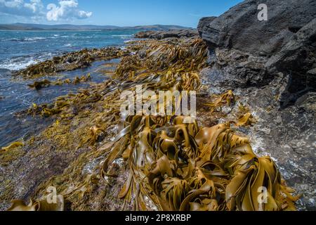 Le varech à taureaux du genre Durvillaea se développe le long de la côte rocheuse de la baie de Curio, dans l'océan Pacifique de l'île sud d'Aotearoa en Nouvelle-Zélande. Banque D'Images