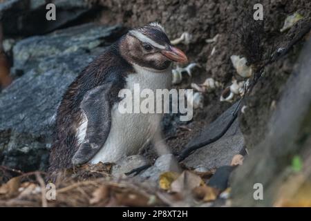 Le pingouin à crête du Fiordland, Eudyptes pachyrhynchus, un oiseau endémique d'Aobroa de l'île Stewart en Nouvelle-Zélande. Banque D'Images