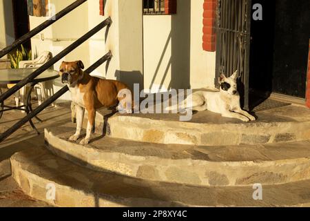 Ensenada, Basse-Californie, Mexique - deux chiens dans le soleil du matin sur les marches d'une maison Banque D'Images
