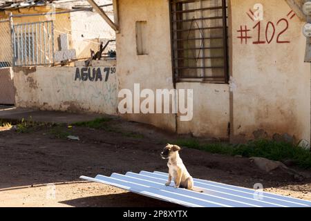 Ensenada, Baja California, Mexique - chiot de chien de rue assis sur une feuille d'étain ondulé un après-midi ensoleillé dans un quartier plus pauvre Banque D'Images