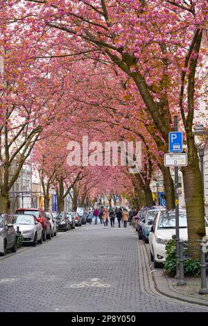 Bonn Allemagne Deutschland Altstadt Banque D'Images