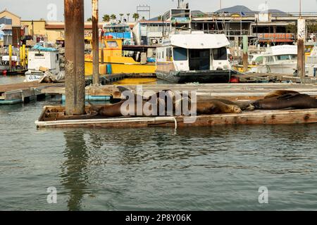 Ensenada, Basse-Californie, Mexique - phoques reposant sur un quai à bateaux dans la marina Banque D'Images