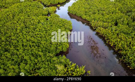 La photo capture la beauté à couper le souffle d'une jungle tropicale ou d'une chaîne de montagnes. Le feuillage vert luxuriant domine le premier plan. Banque D'Images