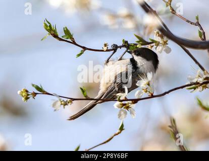 Un chickadee à capuchon noir accroché à la branche bourgeonnante d'un arbre au début du printemps. Banque D'Images