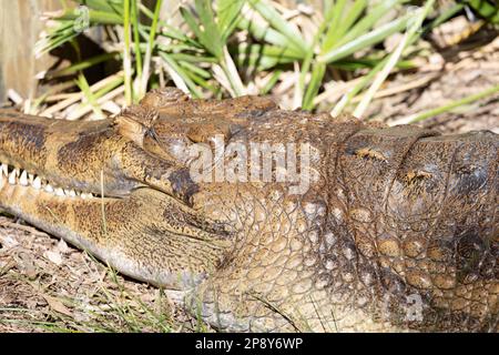 Tomistoma se détendre au soleil Banque D'Images