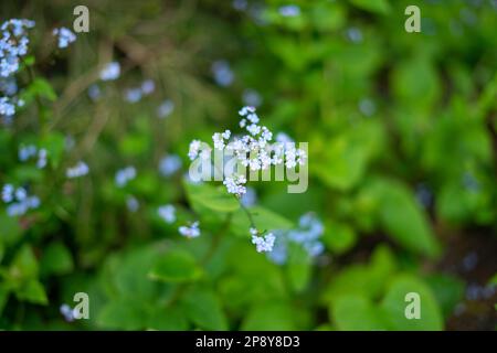 Myosotis scorpioides, le vrai forget-me-not ou eau forget-me-not Banque D'Images