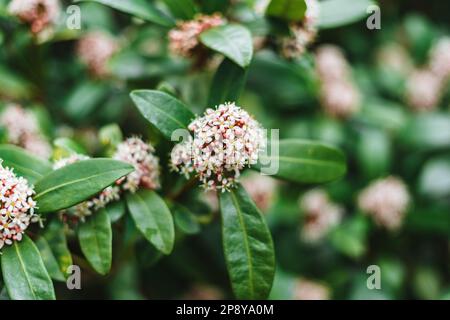 Skimmia japonica, la Skimmia japonaise est une espèce de plante à fleurs de la famille des Rutaceae Banque D'Images