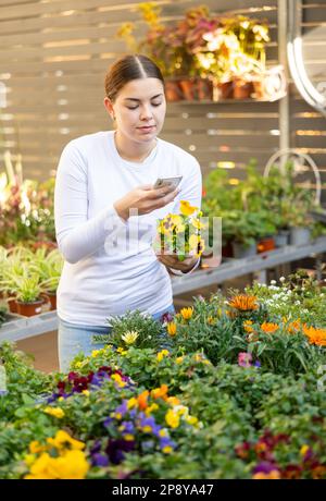 Une cliente cherche sur Internet des informations sur les alto dans la boutique de jardin de conteneurs Banque D'Images