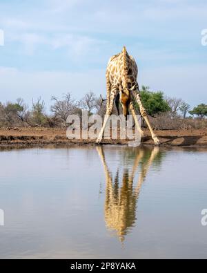 Lone Giraffe boire dans un trou d'eau au Botswana, en Afrique Banque D'Images