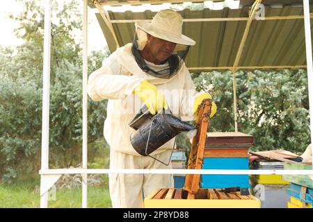 Apiculteur calmant les abeilles sur cadre de miel avec smokpot à l'apiaire Banque D'Images