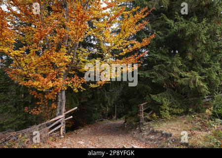 Vue pittoresque du sentier menant à la forêt en automne Banque D'Images