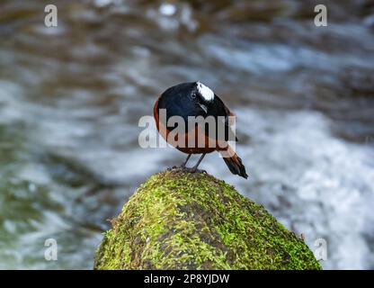 Un Redstart à capuchon blanc (Phoenicurus leucocephalus) debout sur une roche mossy près d'un ruisseau. Thaïlande. Banque D'Images