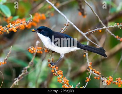 Un Sibia à dos noir (Heterophasia melanoleuca) se nourrissant d'un arbre fruité. Thaïlande. Banque D'Images