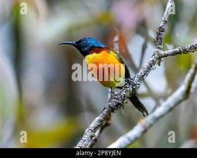 Un oiseau de soleil à queue verte (Aethopyga nipalensis angkanensis) perché sur une branche. Doi Inthanon National Park, Chiang Mai, Thaïlande. Banque D'Images