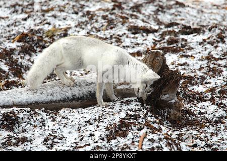 Un renard arctique chasse sur la toundra près de Churchill, au Manitoba Banque D'Images