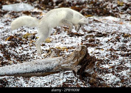 Un renard arctique chasse sur la toundra près de Churchill, au Manitoba Banque D'Images