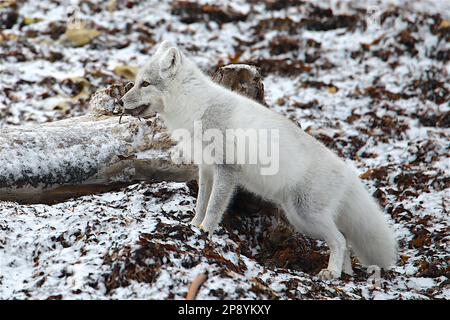 Un renard arctique chasse sur la toundra près de Churchill, au Manitoba Banque D'Images