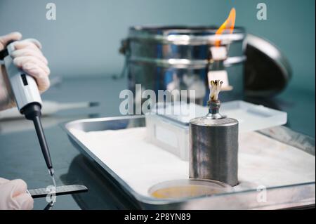 Un spécialiste de laboratoire travaille avec une lame en plastique et une lampe à alcool Banque D'Images