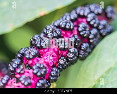 Gros plan des baies noires pourpres de phytolacca acinosa également connues sous le nom de pokeweeds, pokebush, pokeberry, pokeroot ou poke sallet. Baies de violet foncé profond de Banque D'Images