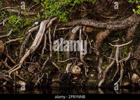 Roots of Tree System exposé le long de Yosemite Creek Shore dans le parc national de Yosemite Banque D'Images