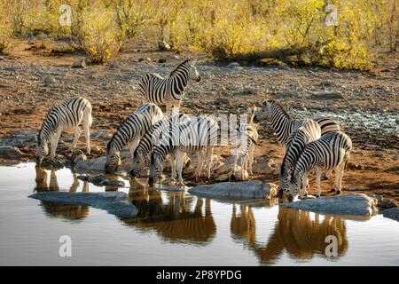 Les zèbres se rassemblent dans un trou d'eau en Afrique au coucher du soleil au parc national d'Etosha Banque D'Images