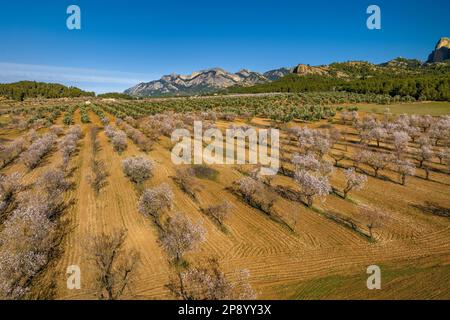 Vue aérienne des champs de fleurs d'amandiers au printemps et du parc naturel d'Els ports en arrière-plan (Terra Alta, Tarragone, Catalogne, Espagne) Banque D'Images