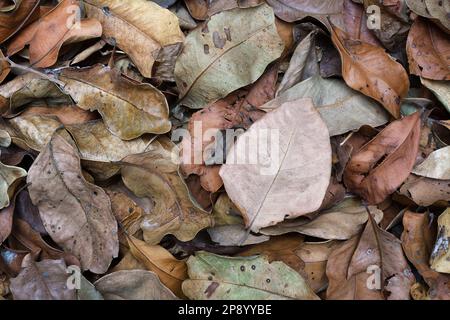 Vue plate et de dessus d'un tas de feuilles d'automne/d'automne sèches et flétries qui remplissent le cadre dans une lumière douce et uniforme ; capturées en studio Banque D'Images