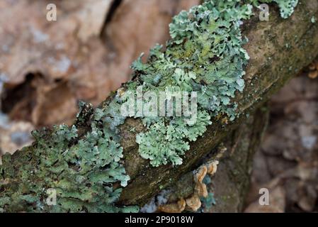 Hypogymnia physodes (lichen à capot de moine) lichen sur branche d'arbre dans la forêt de gros plan foyer sélectif Banque D'Images