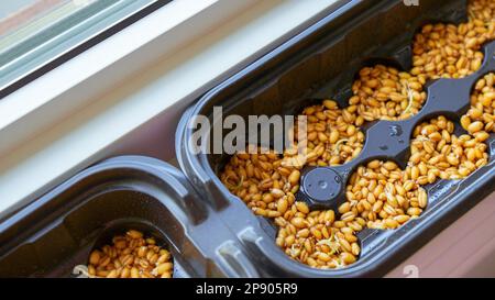 Jeunes pousses d'orge avec des gouttes de rosée pendant la germination des graines dans le sol en pot de fleurs sur la fenêtre. Herbe verte pour les animaux de compagnie. Banque D'Images