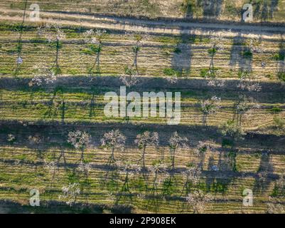 Vue aérienne zenithal des champs de fleurs d'amande au printemps près de Tivissa (Ribera d'Ebre, Tarragone, Catalogne, Espagne) ESP: Vista aérea cenital de un campo Banque D'Images