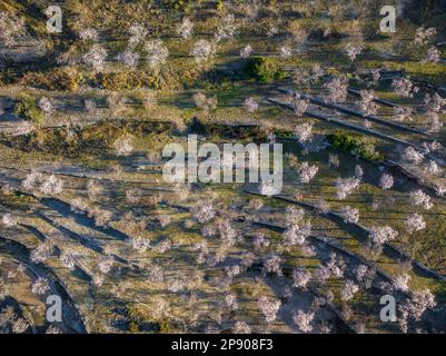 Vue aérienne zenithal des champs de fleurs d'amande au printemps près de Tivissa (Ribera d'Ebre, Tarragone, Catalogne, Espagne) ESP: Vista aérea cenital de un campo Banque D'Images