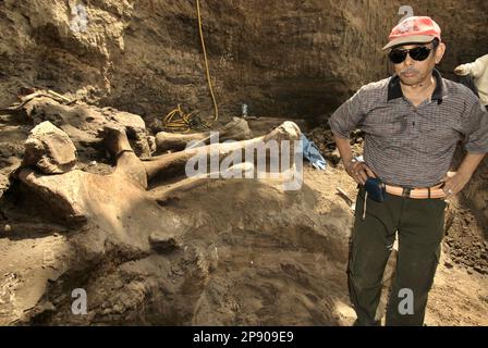 Fachroel Aziz, professeur de recherche en paléontologie des vertébrés, est photographié sur le site d'excavation d'Elephas hysudrindicatus, une espèce d'éléphant disparue qui vit durant l'époque du Pléistocène, plus tard connue sous le nom d'éléphant de Blora, à Sunggun, Mendalem, Kradenan, Blora, Central Java, Indonésie. Au cours des fouilles, une équipe de scientifiques de la recherche sur les vertébrés (Agence géologique, Ministère indonésien de l'énergie et des ressources minérales), dirigée par les paléontologues Iwan Kurniawan et Fachroel Aziz, a découvert les os de l'espèce presque entièrement (environ 90 pour cent) qui leur permettraient plus tard de construire. Banque D'Images