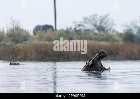 Photo à faible perspective d'un hippopotame partiellement submergé, Hippopotamus amphibius, flottant dans le delta d'Okavango pendant l'heure d'or. Banque D'Images