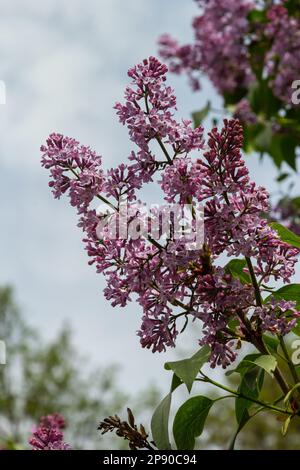 Une branche de lilas sur fond de feuilles vertes. Ressort. Banque D'Images