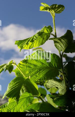 Feuilles vertes ensoleillées d'une branche commune de noisette dans la forêt printanière. Corylus avellana. Magnifique feuillage lumineux et luxuriant avec des ombres enjouées. Arbre t Banque D'Images