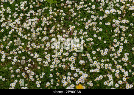 Champ plein de Marguerite fleuri dans un soleil éclatant. Vue détaillée de la pâquerette blanche et jaune commune ou Bellis perennis dans leur habitat naturel. Pelouse D Banque D'Images