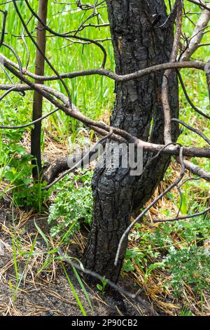 Sécher les jeunes pins après un feu d'herbe. Troncs d'arbre brûlés, aiguilles séchées. Banque D'Images