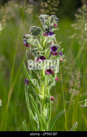 Brouillé, la calostongue ou la langue du chien, Cynoglossum officinale, floraison dans le pré. Fleurs sauvages bleu rougeâtre-violet dans le vent. Macro. Mise au point sélective Banque D'Images