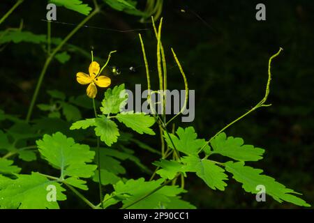 Grande Celandine, fleurs sauvages jaunes, gros plan. Chelidonium majus est une plante toxique, florale et médicinale de la famille des papaveraceae. Jaune-orange Banque D'Images