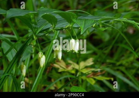 Polygonatum odoratum fleurs accrochées à intervalles réguliers. Le nom coréen de cette plante, qui est le Polygonatum odoratum, est appelé Banque D'Images