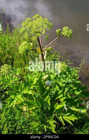 Plante médicinale, essentielle, miel, nourriture - angelica archangelica pousse dans la nature. Banque D'Images