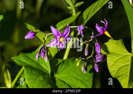 Nuit douce et amère, Solanum dulcamara, fleurs et bourgeons avec des feuilles rapprochées. Banque D'Images