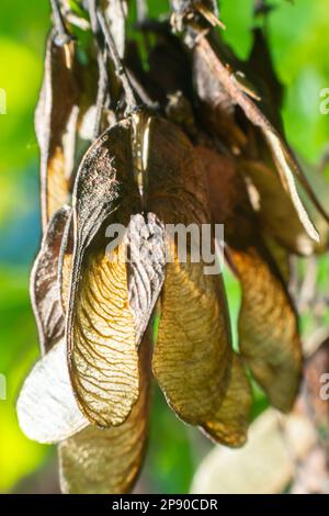 Un gros plan de fruits rouges-roses mûrs de Acer tataricum subsp. Érable ginnala Tatar ou érable Tatarien. Banque D'Images