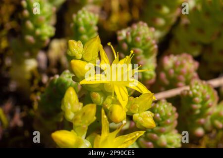 L'acre de Sedum, communément connu sous le nom de stonecrop de la mousse d'or, de stonecrop de la mousse, de sedum de la mousse d'or, de stonecrop de morsure et de poivre du mur, est une plante à fleurs vivaces Banque D'Images