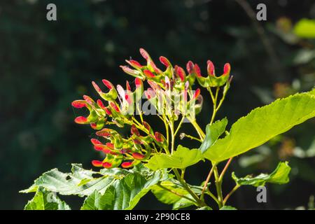 Un gros plan de fruits rouges-roses mûrs de Acer tataricum subsp. Érable ginnala Tatar ou érable Tatarien. Banque D'Images