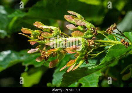 Un gros plan de fruits rouges-roses mûrs de Acer tataricum subsp. Érable ginnala Tatar ou érable Tatarien. Banque D'Images