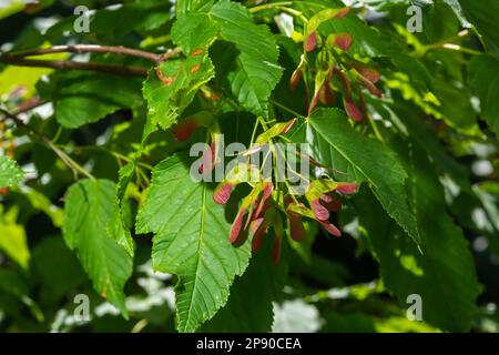 Un gros plan de fruits rouges-roses mûrs de Acer tataricum subsp. Érable ginnala Tatar ou érable Tatarien. Banque D'Images